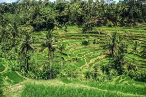 Rizières en terrasses près d'Ubud à Bali